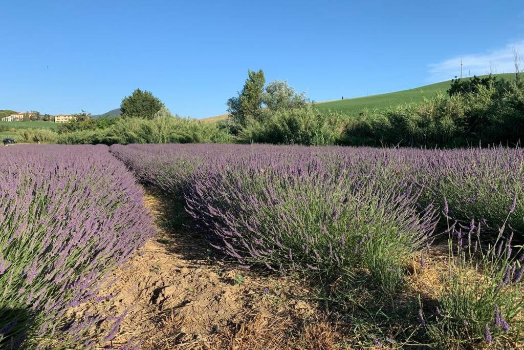 Vacanze Sulle Colline Toscane Ad Un Passo Dal Mare Orciano Pisano Dış mekan fotoğraf